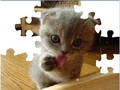 Cute Cat Puzzle til að spila á netinu