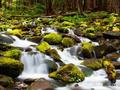 Forest Fossar til að spila á netinu