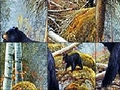 Bears nálægt vatninu til að spila á netinu